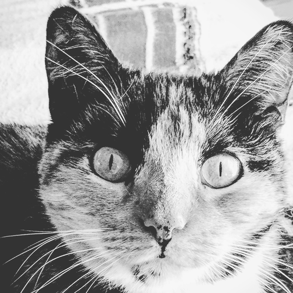 Meet your Posher, Victoria - Picture 14 of 16